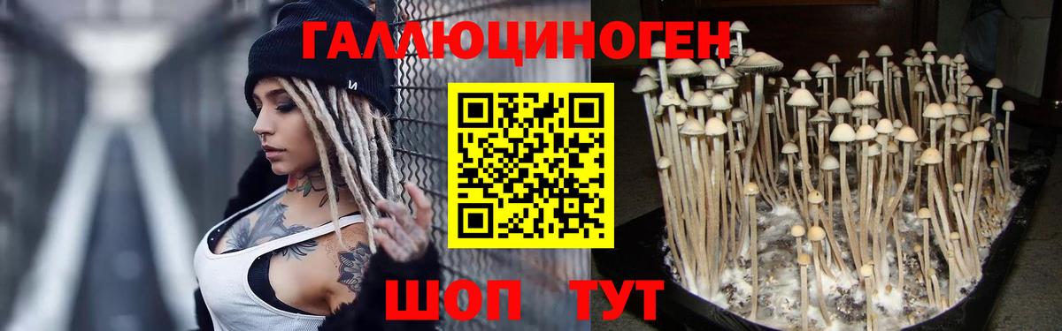 Псилоцибиновые грибы GOLDEN TEACHER  Вход с VPN  Ставрополь 